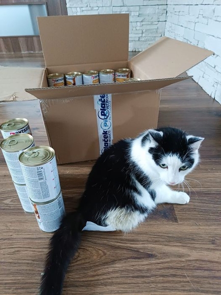 handicapcats